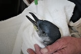 Injured penguin being cared for and fed by a tube.
