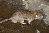 Rat in a New York subway