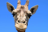 Close-up of a giraffe's head and neck.