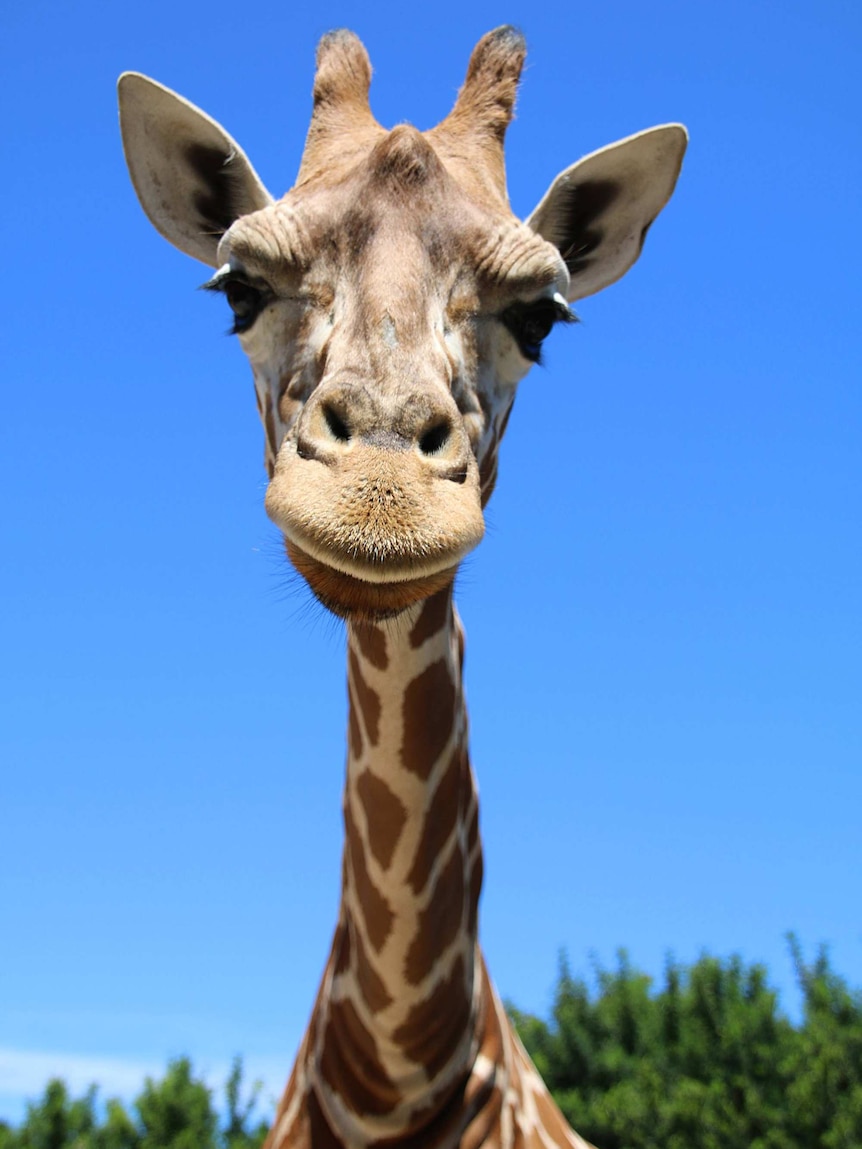 Close-up of a giraffe's head and neck.