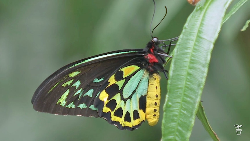 Brightly-coloured butterfly sitting on a leaf.