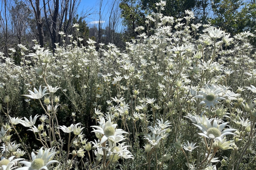 A large display of tall, white flannel flowers with green leaves, in a bush area.