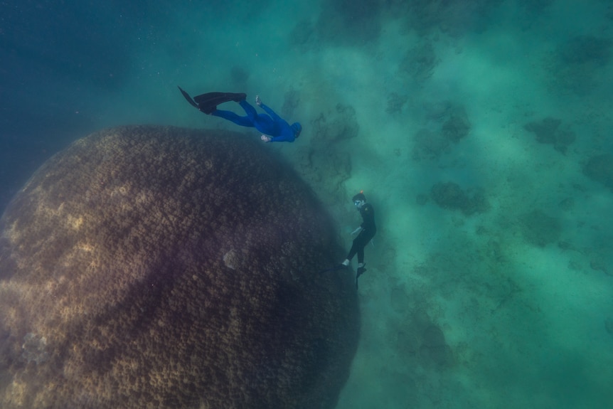 divers swim around a large rock-like object.