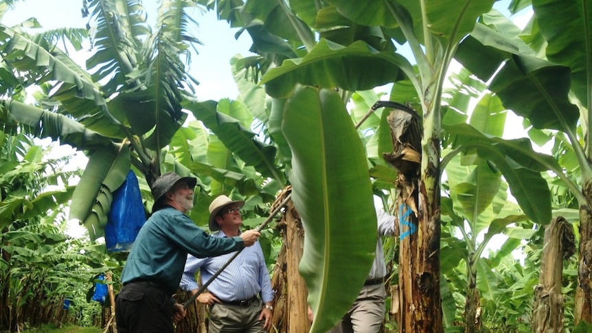 Queensland Agriculture Minister John McVeigh looks on as Mark Gallagher demonstrates de-leafing on his far north Queensland banana farm