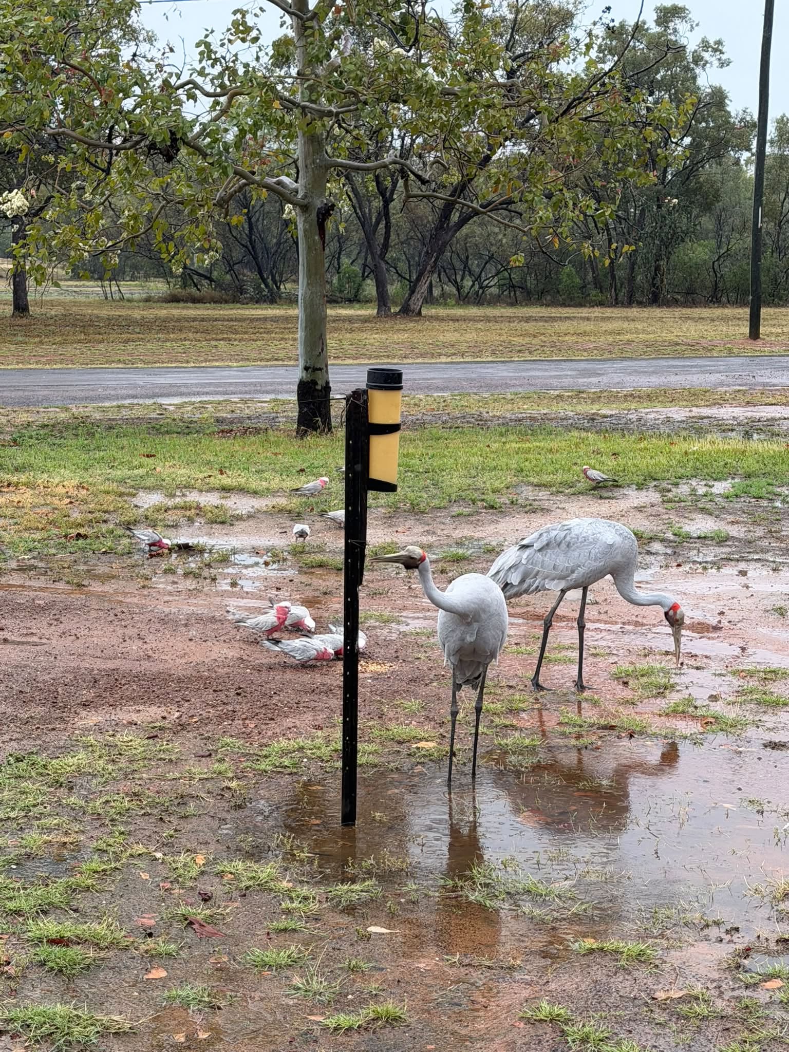 Galahs and brolgas in rain puddles around a rain gauge fixed to a stake.