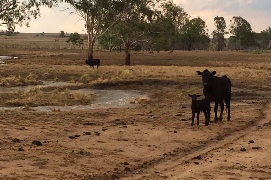 Two cows stand near a puddle on the dry ground.