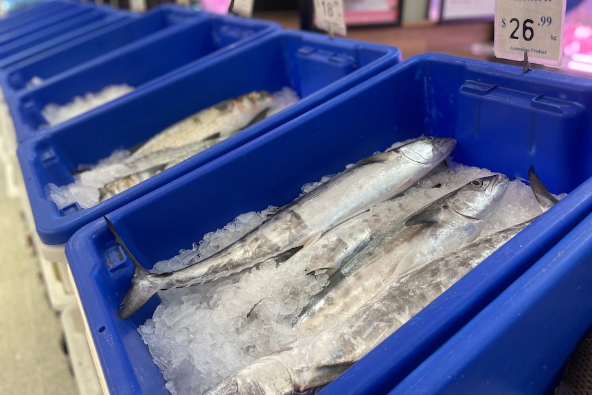 Fish over ice in big blue buckets 