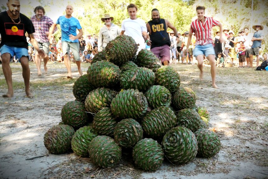 men race towards a large pile of bunya pine cones