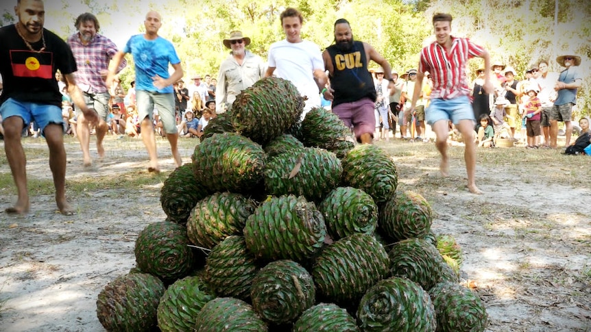 men race towards a large pile of bunya pine cones