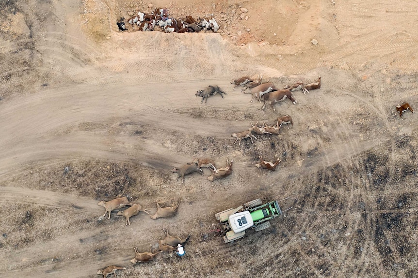 A drone shot of a sandy pit full of dead cattle, more dead cattle lying outside the pit on burnt ground and a green tractor.