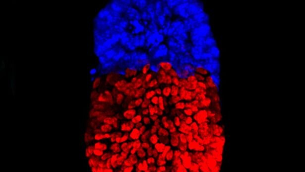 The artificial mouse 'embryo' at 96 hours.