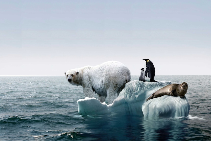 An artist impression shows a polar bear, penguins and a seal floating on a small segment of ice.