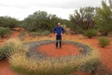 Spinifex grass can grow naturally in uniform circles in the outback.