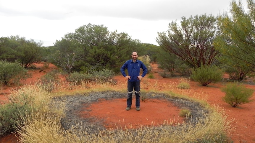 Spinifex grass can grow naturally in uniform circles in the outback.