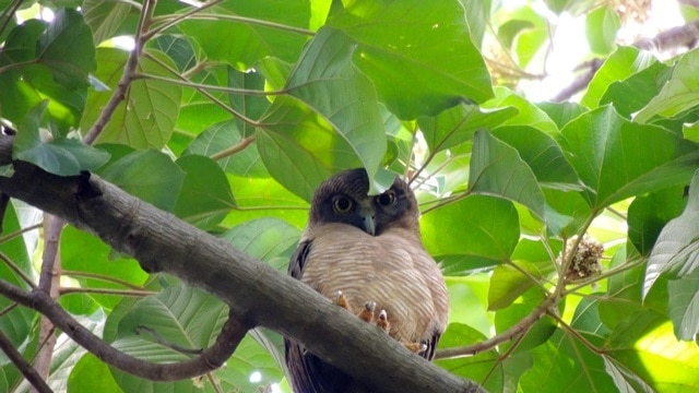 Rare owl sighted in Darwin botanic gardens