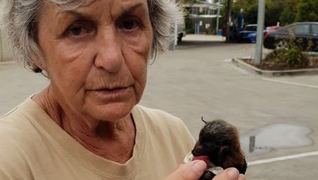 Lorna King cares for a young flying fox