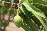 A green mango on a tree.