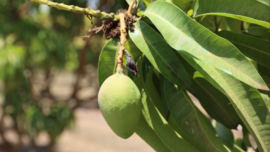 A green mango on a tree.