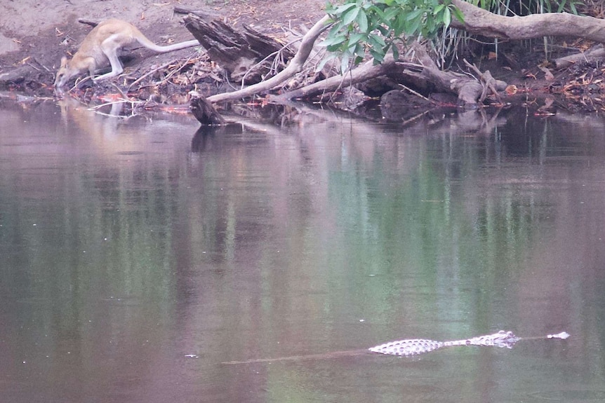 A crocodile swims by a wallaby taking a drink