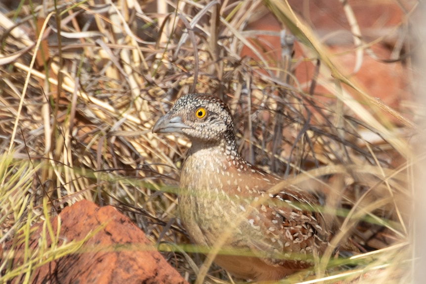 Small bird in bushland