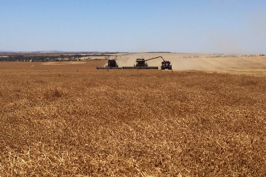 Lentils being harvested on the Yorke Peninsula, South Australia.