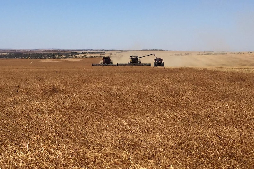 Lentils being harvested on the Yorke Peninsula, South Australia.