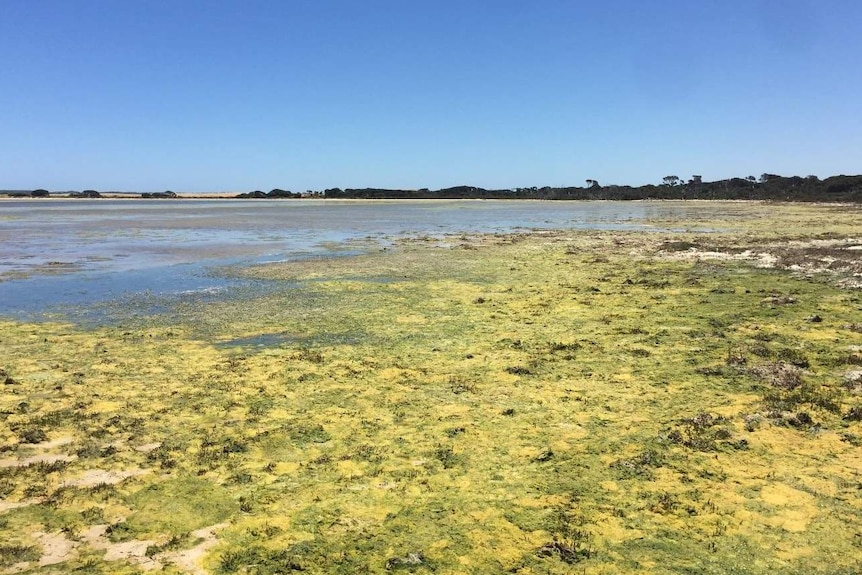 Thick algae on the water in the Coorong.