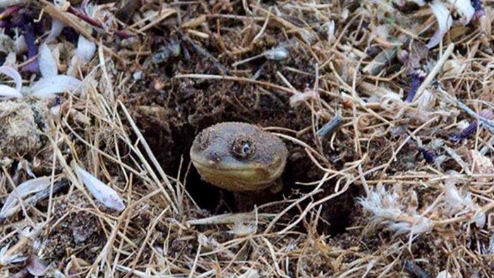 A broadshell long-neck turtle hatchling emerging from the nest.