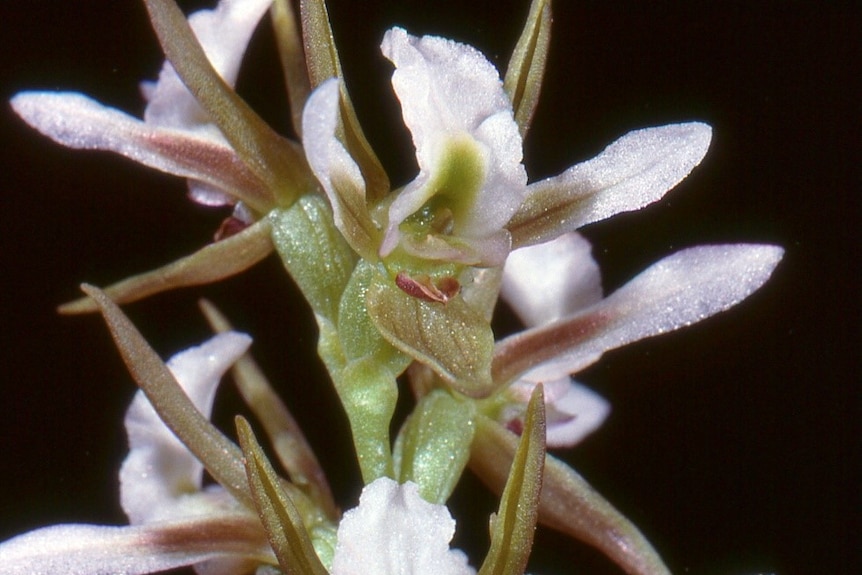 Mount Canobolas leek orchid