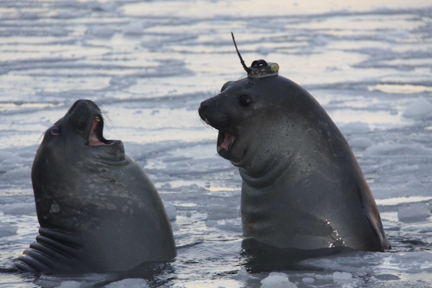 Two elephant seals