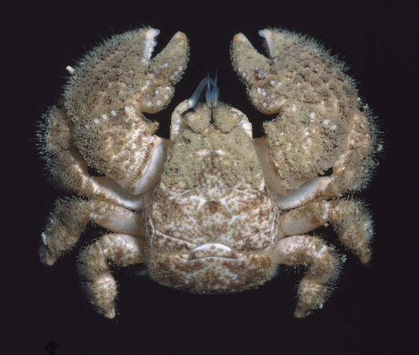 A crab with furry limbs