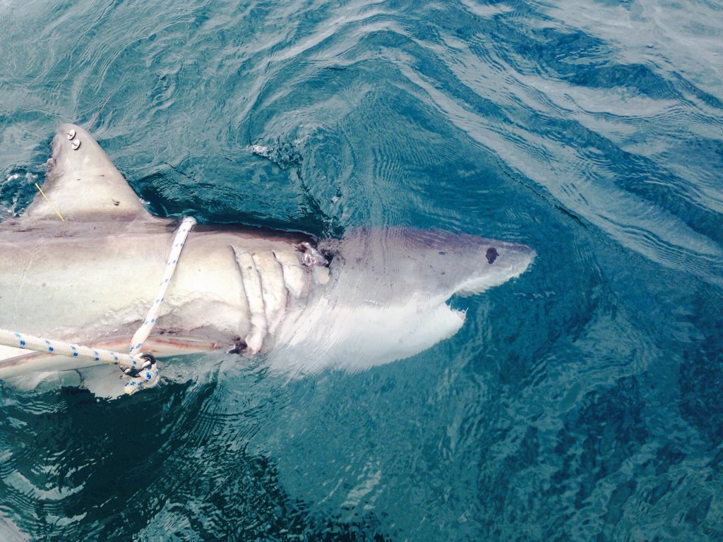 Four great white sharks caught, tagged and released in NSW 'smart' drum