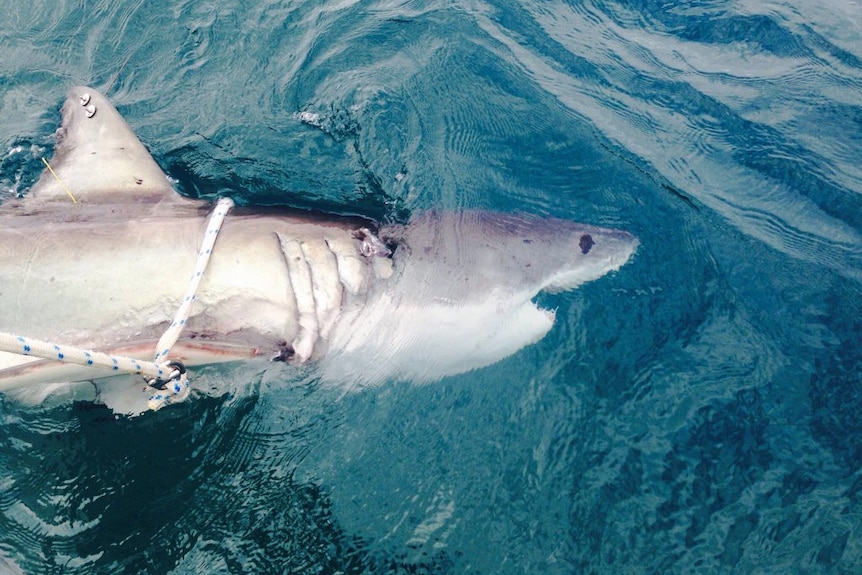 A shark caught using new drum lines on the NSW far north coast.