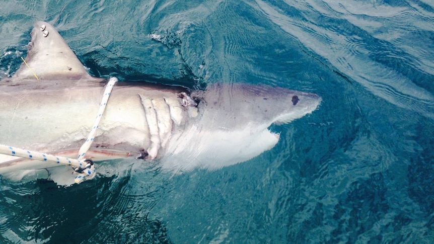 A shark caught using new drum lines on the NSW far north coast.