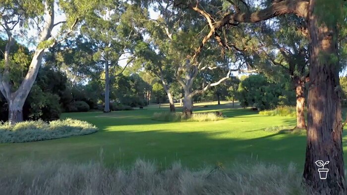 Large park garden with green lawn and tall eucalyptus trees and native grasses