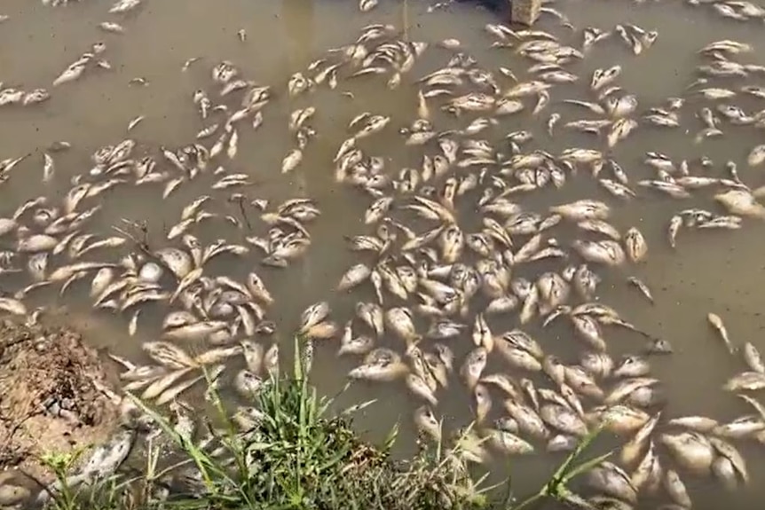 Dead baby carp fish floating in farm water 