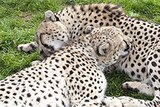 Cheetahs surprised keepers with an unexpected birth