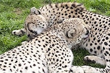 Cheetahs surprised keepers with an unexpected birth