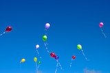 Colourful helium balloons in a clear blue sky.