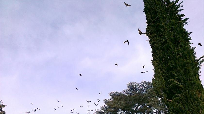 Bats are continually on the move between two trees during the day