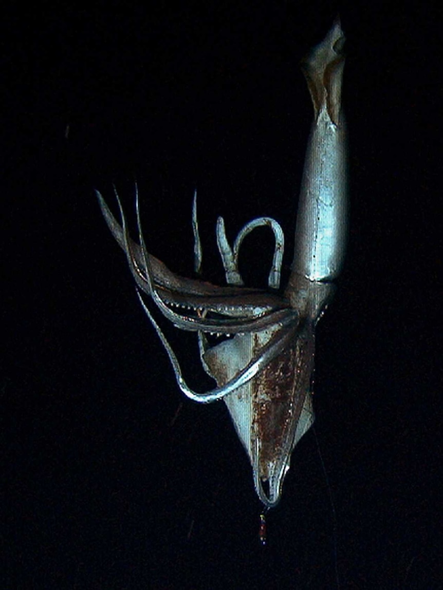 Giant squid filmed in depths of Japanese ocean