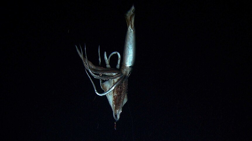 Giant squid filmed in depths of Japanese ocean