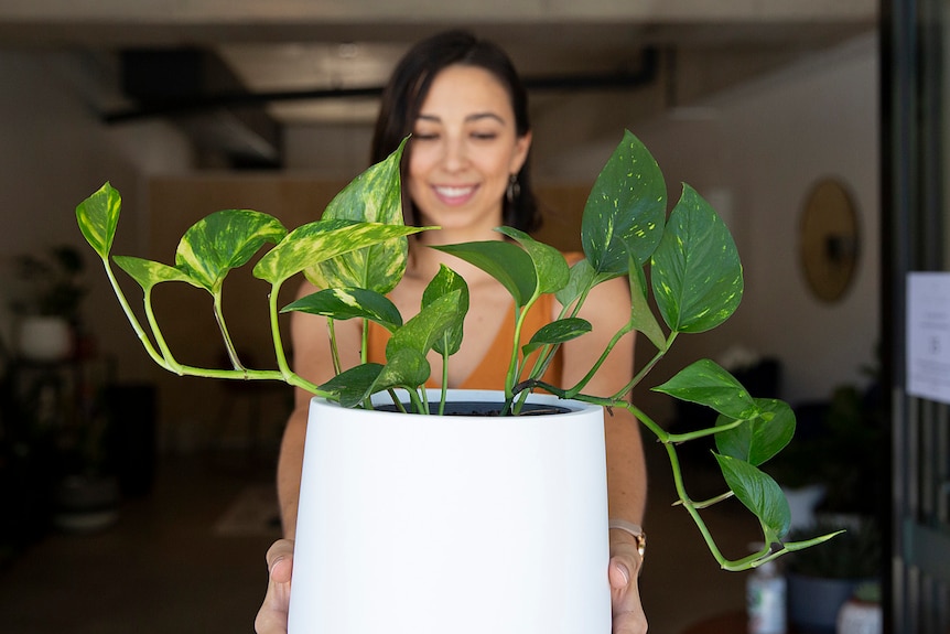 Woman holds a devil's ivy in a white pot, in a story about how to care for a devil's ivy.