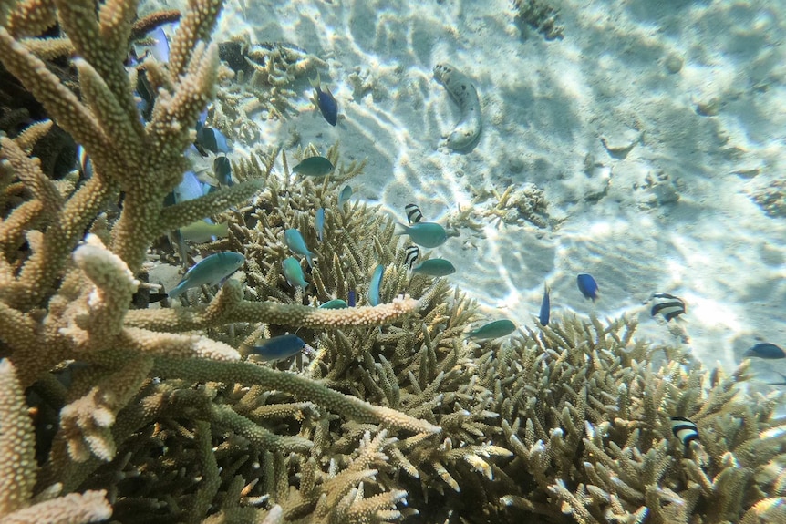 Fish and coral in the reef off Direction Island