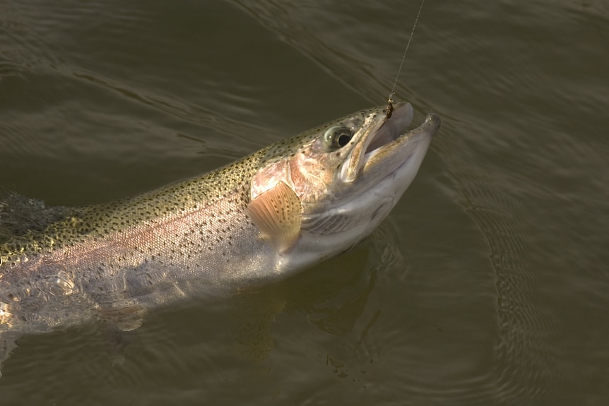 A trout on a hook.