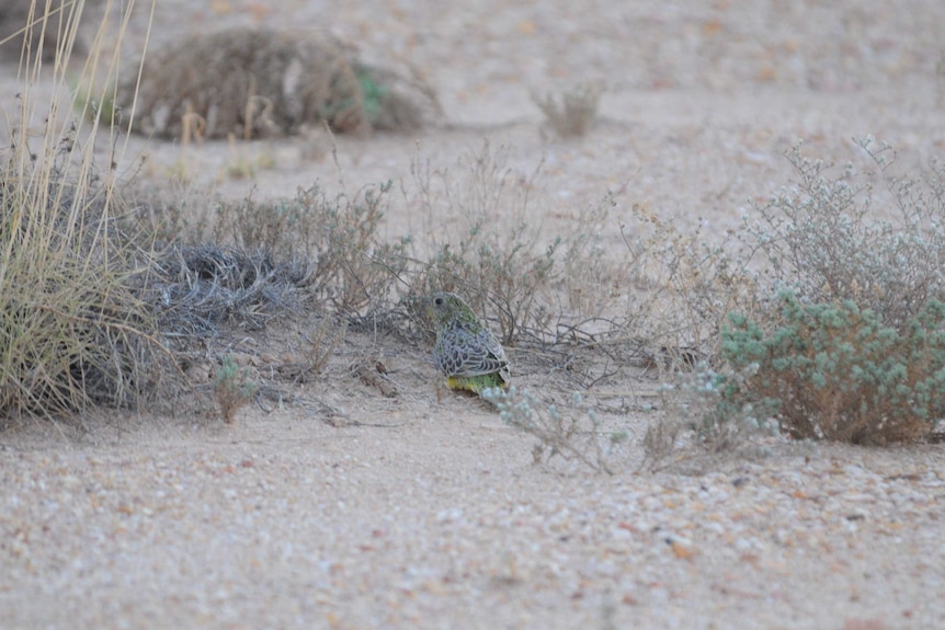 A Night Parrot at Pullen Pullen reserve in western Queensland