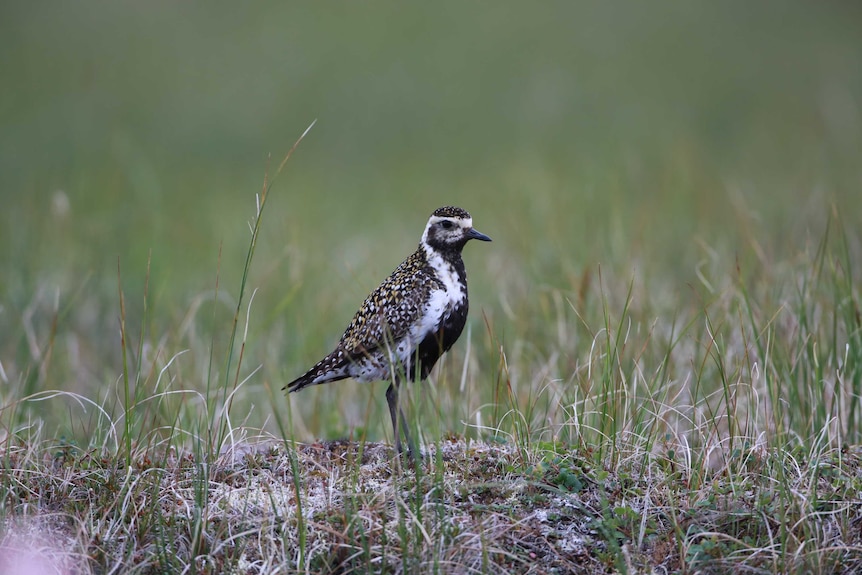 Pacific Golden Plover