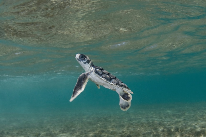 a baby turtle in the water