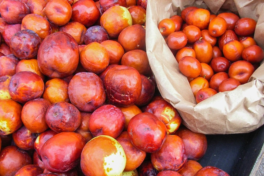 Chinese dates also known as jujubes