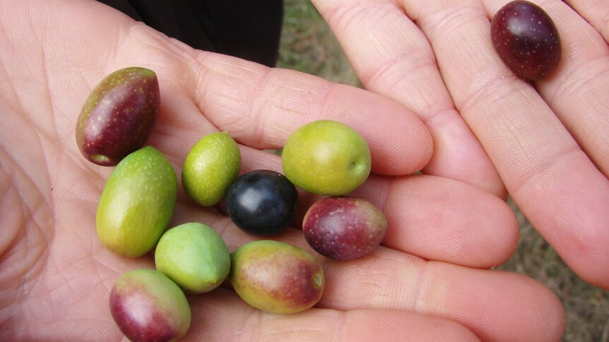 A selection of picked green and brown olives in Christine Mann's hand